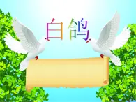 白鴿PPT課件免費(fèi)下載