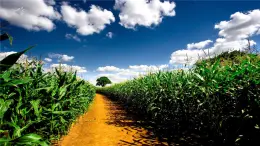 人音版小学音乐 四上第2课《杨柳青》课件