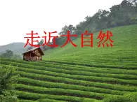 美术二年级上冀美版20走进大自然（课件+教案）