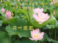 部編版（五四制）語文一下 13 《荷葉圓圓》 課件+教案+練習(xí)