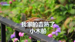 【备课课件】语文四年级上册：第五单元习作例文 我家的杏熟了vs小木船 部编版