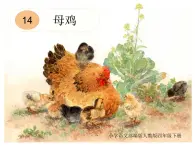 人教版部編版小學語文四年級下冊第一十四課《母雞》課件