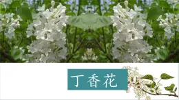 2025年秋统编版小学语文六年级上册2.丁香结课件2课时