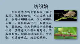 2.《乡下人家》素材链接：纺织娘 课件