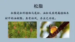 5.《琥珀》素材链接：松脂 课件