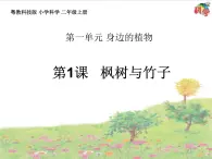 新粤教科学二上：第1课　枫树与竹子 PPT课件+教案+课文分析