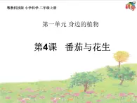 新粤教科学二上：第4课　番茄与花生 PPT课件+教案+课文分析