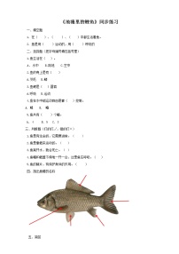 粤教粤科版 (2017)二年级下册第1单元 身边的动物3 池塘里的鲤鱼精练