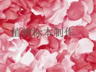 人教小學科學四年級上冊2.2制作植物標本課件PPT