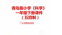 7.《小動物找媽媽》課件 青島版(五四制)小學科學一下
