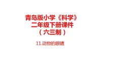 11.《動物的眼睛》課件 青島版(六三制)小學(xué)科學(xué)二下