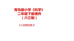 13.《動物的鼻子》課件 青島版(六三制)小學(xué)科學(xué)二下