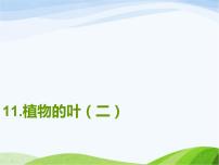 青島版 (五四制)四年級(jí)上冊(cè)3 植物的葉課文內(nèi)容課件ppt