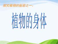 小學(xué)科學(xué)青島版 (五四制)四年級(jí)上冊(cè)1 植物的身體教學(xué)演示ppt課件