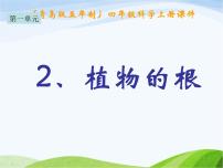小學(xué)科學(xué)青島版 (五四制)四年級上冊2 植物的根教課ppt課件