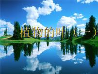 青島版 (五四制)四年級(jí)上冊(cè)3 植物的葉示范課課件ppt