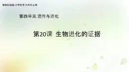 第20課《生物進化的證據(jù)》教學(xué)課件+教材分析 粵教版小六科學(xué)上冊