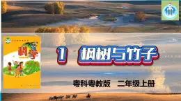 粵科粵教版科學(xué)二年級(jí)上冊(cè)1楓樹(shù)與竹子課件