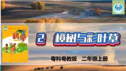 粵科粵教版科學(xué)二年級(jí)上冊(cè)2樟樹(shù)與彩葉草課件
