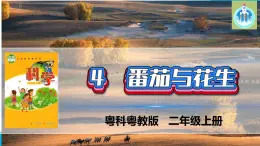 粵科粵教版科學(xué)二年級(jí)上冊(cè)4番茄與花生課件