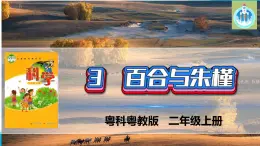 粵科粵教版科學(xué)二年級(jí)上冊(cè)3百合與朱瑾課件