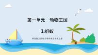小學科學青島版 (五四制2017)四年級上冊1 螞蟻優(yōu)秀教學課件ppt