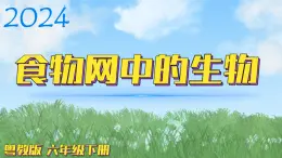 （2024）粵教版科學(xué)六年級下冊-17《食物網(wǎng)中的生物》PPT課件