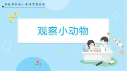 【粤教粤科版】一下科学  4.13《观察小动物》课件+教案+练习