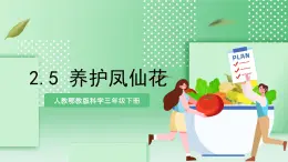 【核心素養(yǎng)】人教鄂教版科學(xué)三年級(jí)下冊(cè) 2.5《養(yǎng)護(hù)鳳仙花》課件+教案+分層練習(xí)