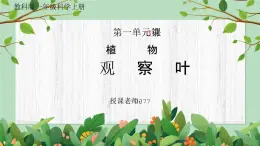 教科版一年級科學(xué)上冊《植物-觀察葉》教學(xué)課件