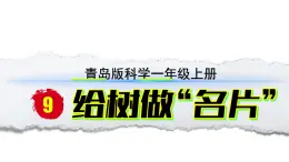 小學(xué)科學(xué)新青島版六三制一年級上冊第2單元第9課《給樹做“名片”》教學(xué)課件（2024秋）