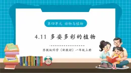 【大單元整體教學(xué)】蘇教版科學(xué)一年級下冊4.11《多姿多彩的植物》課時(shí)課件