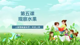 人教鄂教版科學一年級上冊第五課《觀察水果》課件+教案+任務單