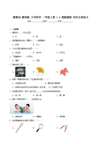 小學(xué)教科版（2024）觀察植物精品測(cè)試題