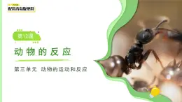 第12課 動物的反應(yīng) 課件 小學(xué)科學(xué)青島版六三制（2024）一年級下冊第三單元