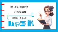 小學科學教科版（2024）一年級上冊（2024）觀察植物備課ppt課件