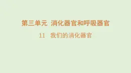 11.我们的消化器官（课件）2025-2026学年青岛版（54制）三年级科学上册