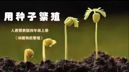 人教鄂教版小學(xué)科學(xué)四上2.4《用種子繁殖》2025新做的課件