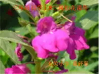 冀教版（三起）科學(xué)三年級上冊5《鳳仙花》課件