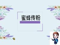小学冀人版 (2017)10 蜜蜂传粉授课课件ppt