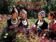 桂美版美術(shù)七年級(jí)上冊(cè) 2.絢麗多彩的少數(shù)民族美術(shù)寶藏   課件