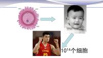初中生物人教版 (新課標(biāo))七年級上冊第一節(jié) 細(xì)胞通過分裂產(chǎn)生新細(xì)胞一等獎ppt課件