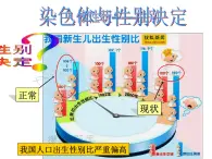 上海版八年級上冊生物  2.3.2 染色體與人體性別決定 課件   (共16張PPT)