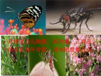 2020-2021学年第八单元 生物圈中生命的延续和发展第一章 生物的生殖和发育第二节 昆虫的生殖和发育图文课件ppt