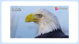 1.1.2 調(diào)查周邊環(huán)境中的生物 課件+教案