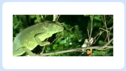 1.2.2 生物對環(huán)境的適應(yīng)和影響 課件+教案