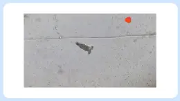 2.1.2 觀察植物細胞 課件+教案