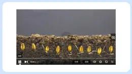 2.3.3 植物體的結(jié)構(gòu)層次 課件+教案