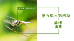 人教版八年級上冊5.4.3《真菌》課件+教案+導學案+分層作業(yè)