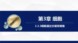 2.3.3++細(xì)胞通過(guò)分裂而增殖++課件-2023-2024學(xué)年北師大版生物七年級(jí)上冊(cè)
